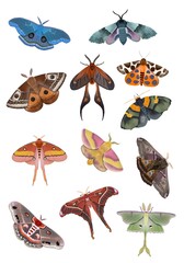Vintage Moth & Butterfly Digital Illustration Set © Helena