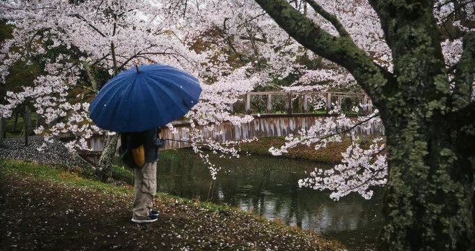 Child holding umbrella under spring cherry blossom trees near Japanese bridge and stream - steady cam forward
