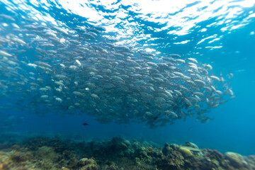 Fototapeta premium A large school of Bigeye Trevally (Caranx sexfasciatus) swims in clear blue ocean water over a coral reef.