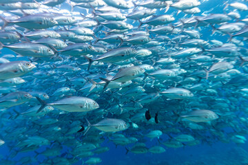 A large school of Bigeye Trevally (Caranx sexfasciatus) swims in the ocean. © Pete Niesen Photo
