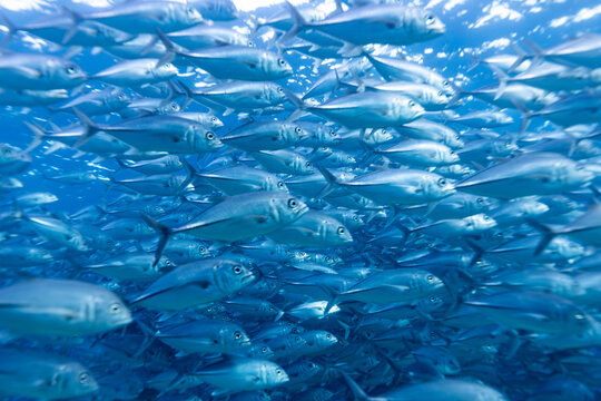 A school of Jacks (Caranx spp.) swims in the clear blue ocean water.