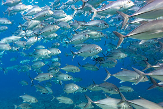 A school of Bigeye Trevally (Caranx sexfasciatus) swims in the clear blue ocean.