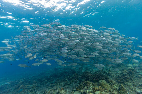 A large school of Bigeye trevally (Caranx sexfasciatus) swims in clear blue ocean water over a coral reef.