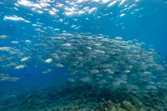 School of silver jack fish, latin name, forms  bait ball above healthy coral reef