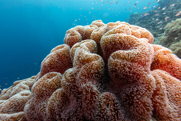 A large coral formation with small fish swimming around it in the ocean. © Pete Niesen Photo