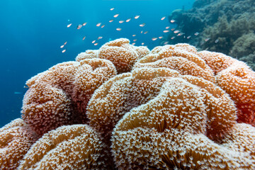 A school of small fish swims near a large coral formation underwater. © Pete Niesen Photo