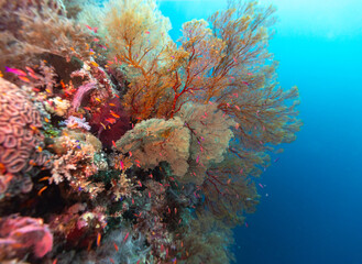 A vibrant coral reef teeming with small, colorful fish, including anthias, against a deep blue ocean backdrop. © Pete Niesen Photo