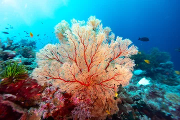 Fototapeten Korallenriff Giant fan coral, latin name, on a coral reef spreads its branches to filter feed from the blue water  © Pete Niesen Photo