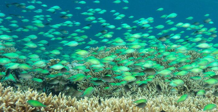 Close up viewl of tiny Green Chromis, Chromis viridis, reef fish