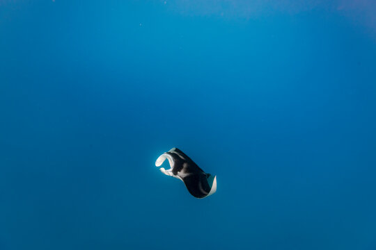 Manta ray, Mobula alfredi,