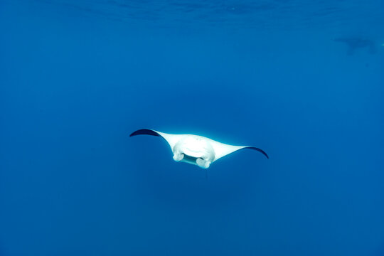 Manta ray, Mobula alfredi,