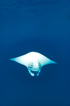 Manta ray, Mobula alfredi,