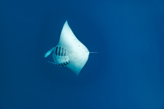 Manta ray, Mobula alfredi,