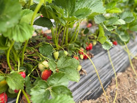 Ripe red strawberries ready for picking at a local U-pick farm patch, fresh summer fruit harvesting experience.