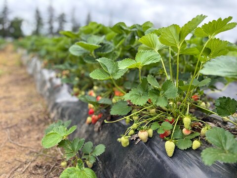 Close up of unripe green and white strawberries growing on a commercial U-pick farm branch, seasonal crop development.