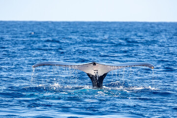 Fototapeta premium Humpback whale (Megaptera novaeangliae) fluke diving into the ocean.