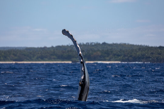 A humpback whale (Megaptera novaeangliae) lifts its pectoral fin out of the water.