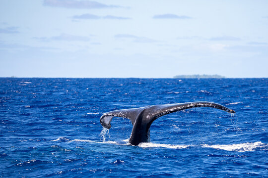 A humpback whale (Megaptera novaeangliae) fluke disappears into the deep blue ocean.