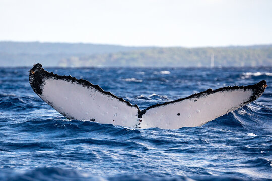 Humpback whale (Megaptera novaeangliae) fluke diving into the ocean.