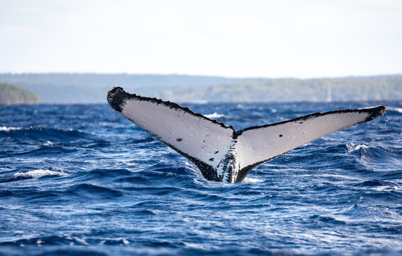 Humpback whale (Megaptera novaeangliae) fluke diving into the ocean.