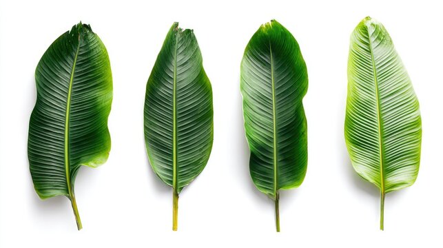 Four Green Banana Leaves Arranged Vertically on a White Background.