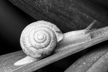 Black and white snail © Sandra
