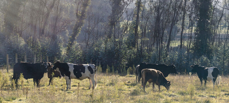 Cattle are mooing with sun rays