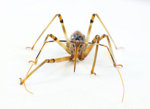 Common Bee Killer Assassin Bug