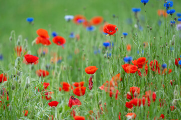 Fototapeta premium Vibrant Red Poppies and Blue Bachelor's Buttons in Dewy Wildflower Meadow