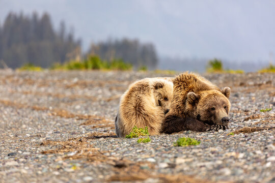 Mother grizzly bear and cub, Ursus arctos horribilis, sleeping on river bank.
