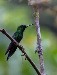 Fototapeta premium Hummingbirds of Ecuador