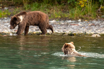 2 Young grizzly bear cubs, Ursus arctos horribilis, play and fish along a river bank © Pete Niesen Photo
