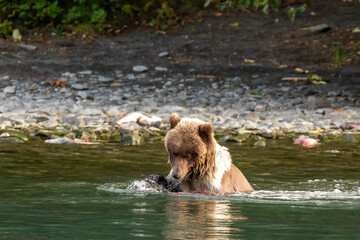Young grizzly bear cub, Ursus arctos horribilis, catches and eats the fish in river © Pete Niesen Photo