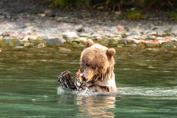 Young grizzly bear cub, Ursus arctos horribilis, fishing in river catches a salmon © Pete Niesen Photo