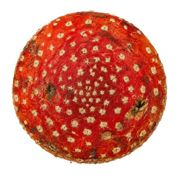 Red fly agaric mushroom cap isolated on transparent background, spotted amanita top view with white warts PNG
