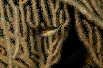 Close-up of Sharpnosed Puffer Fish, Canthigaster rostrata, with intricate colorful face designs swims near coral © Pete Niesen Photo