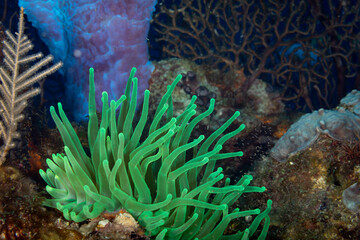 Beautiful and colorful green Sea anemone, actiniaria, with long tentacles on coral reef © Pete Niesen Photo