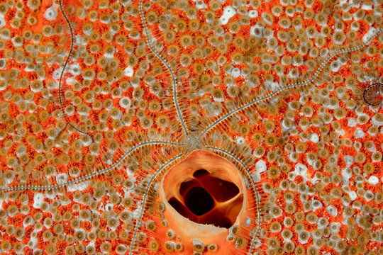 Close-up view of Brittle Starfish camouflaged into the patterns of red, orange, white, and brown coral