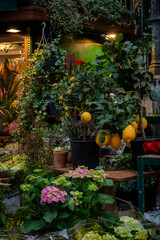 Fototapeta premium Lemon tree