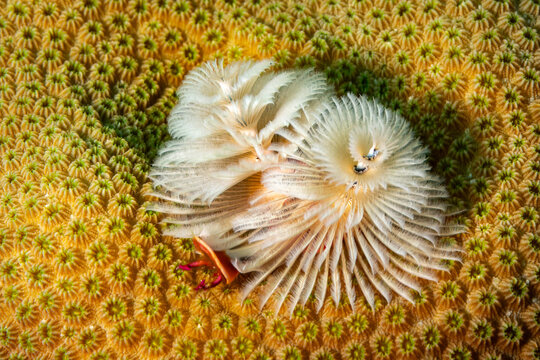 Close-up of delicate displays of Christmas tree worm, Spirobranchus giganteus, display on coral reef