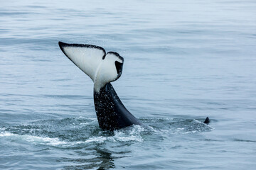 Fototapeta premium Juvenile killer whale breaches and splashes while playing in the blue gray waters of pacific ocean