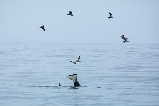 Tall black fins of killer whales break the surface of blue gray ocean waters while seagulls circle