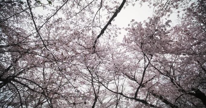 Low, smooth moving shot under beautiful cherry blossoms in Japan