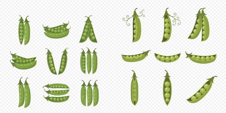 Set of fresh green pea pods and beans, healthy vegetable food illustration.