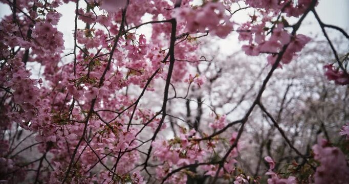 Steady cam movement across cherry blossom branches