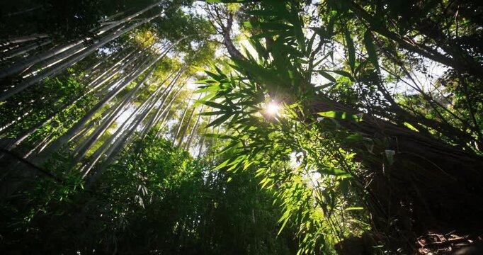 Low shot of beautiful bamboo thickets in Japan with sun peeking through