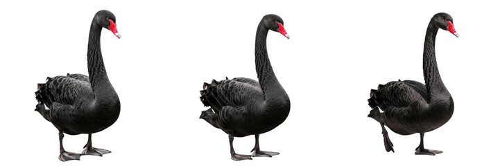 Set elegant black swans isolated on white background professional nature photography for wildlife design projects © Badar