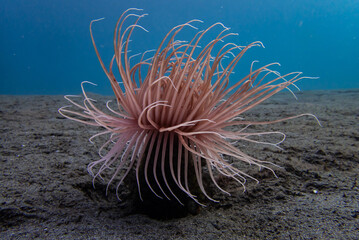 Macro Close-up of Long Flowing Tentacles of a Tube Anemone (Cerianthus sp.) © Elise