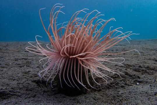 Macro Close-up of Long Flowing Tentacles of a Tube Anemone (Cerianthus sp.)