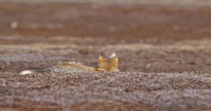 Qinghai Tibet Plateau Fox Wildlife 4K